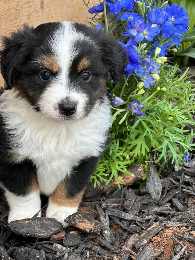 Black orders tri mini australian shepherd